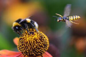 A bumble bee collecting nectar with a nearby wasp